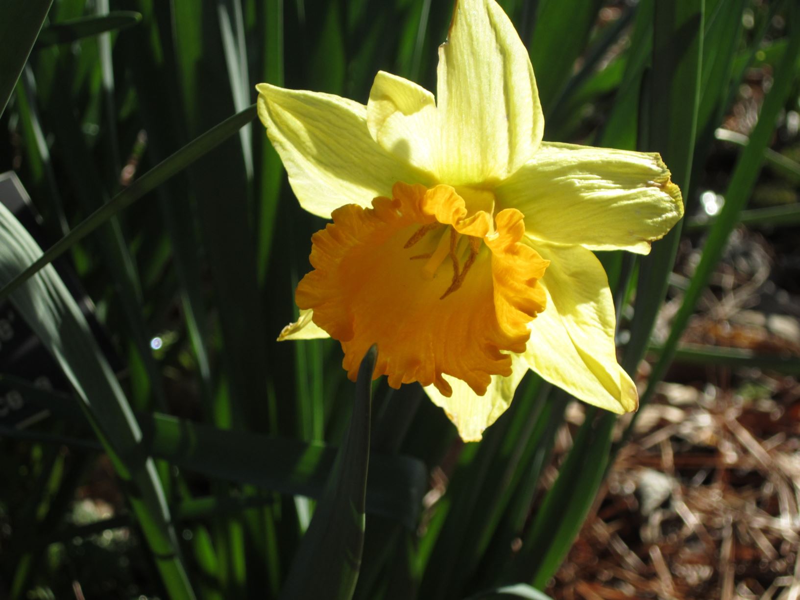 Narcissus 'Sweet Orange' - large-cupped daffodil