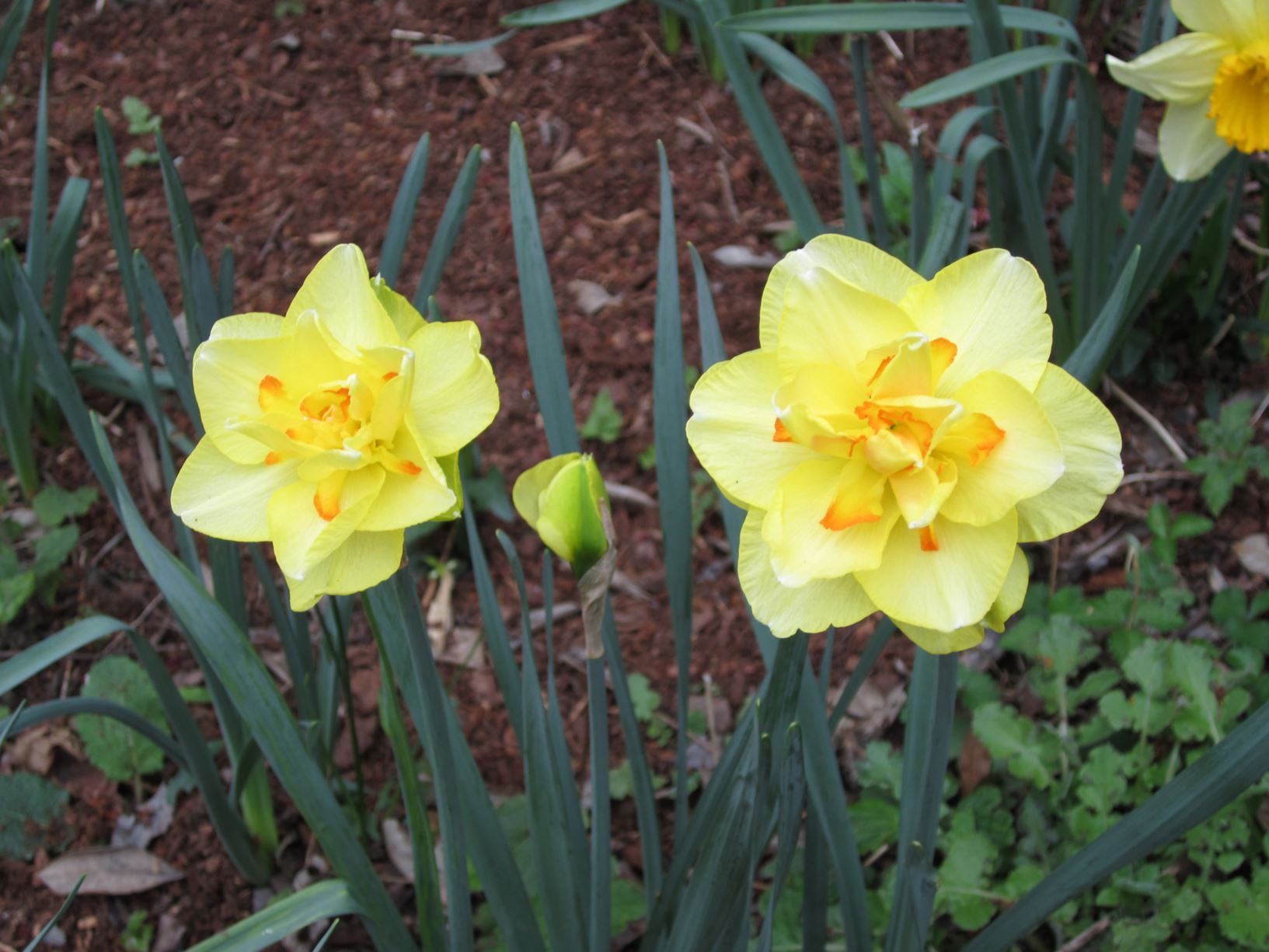 Narcissus 'Tahiti' - Double-flowered Daffodil