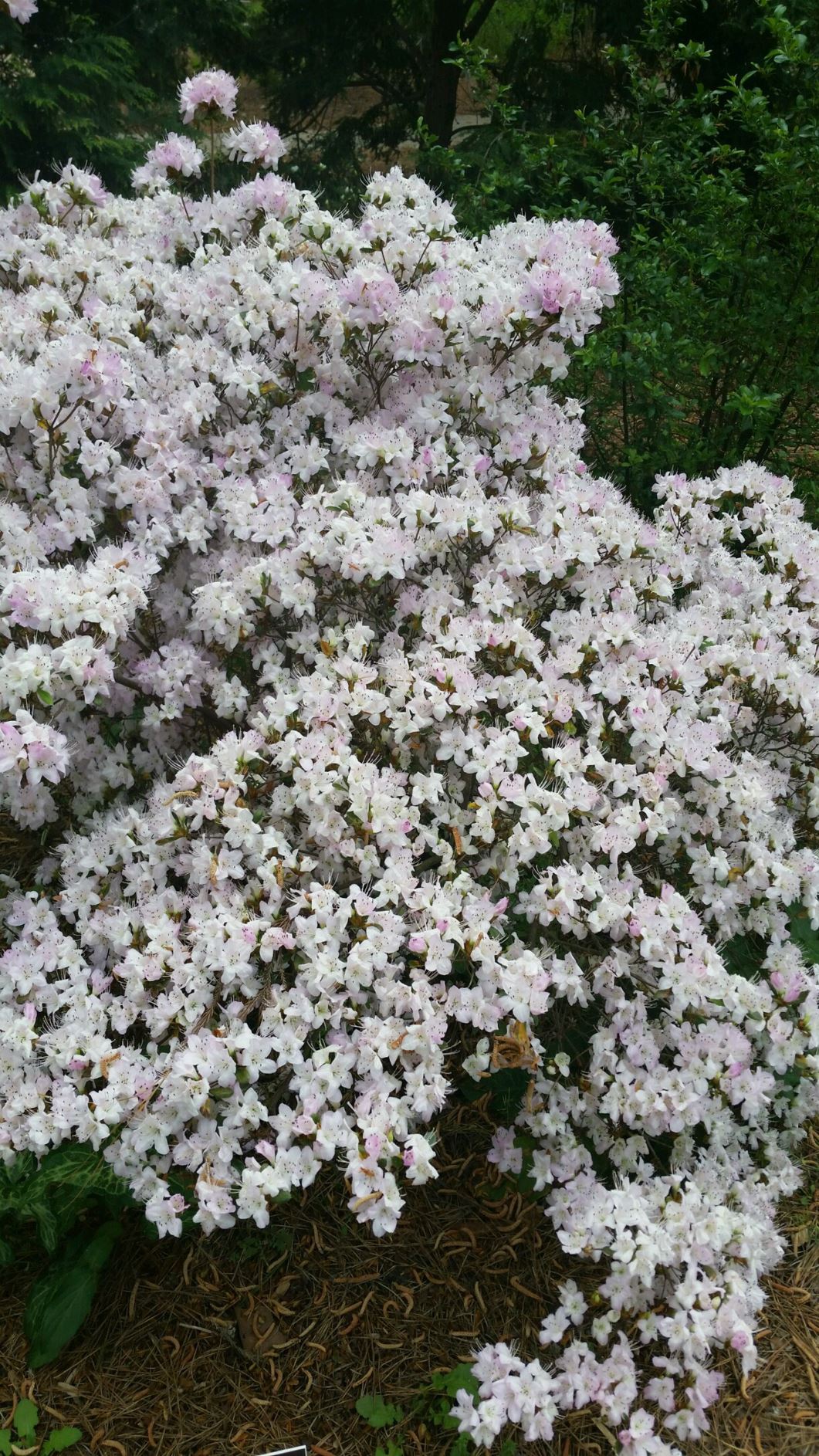 Rhododendron 'Rivermist' - azalea