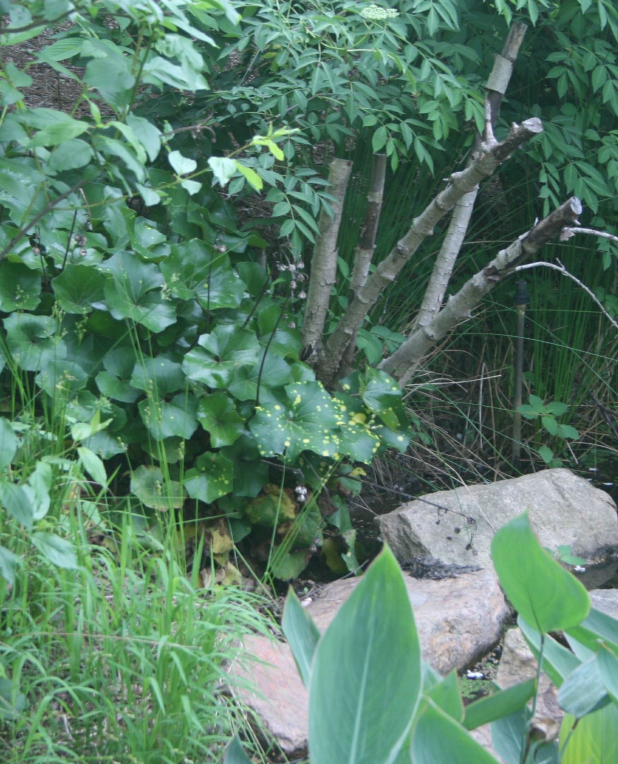 Farfugium japonicum 'Aureomaculata' - leopard plant