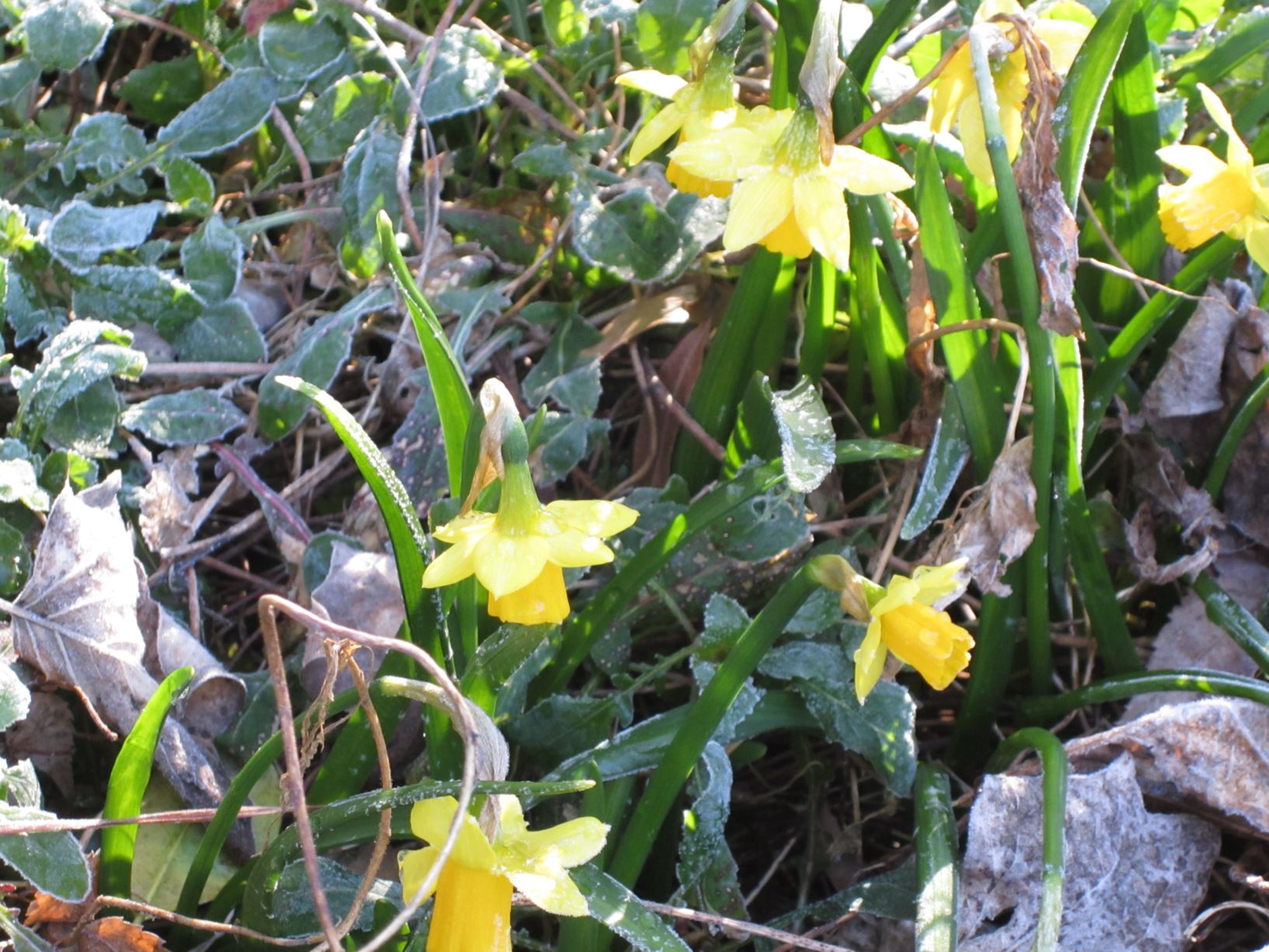 Narcissus 'Tete-a-Tete' - daffodil