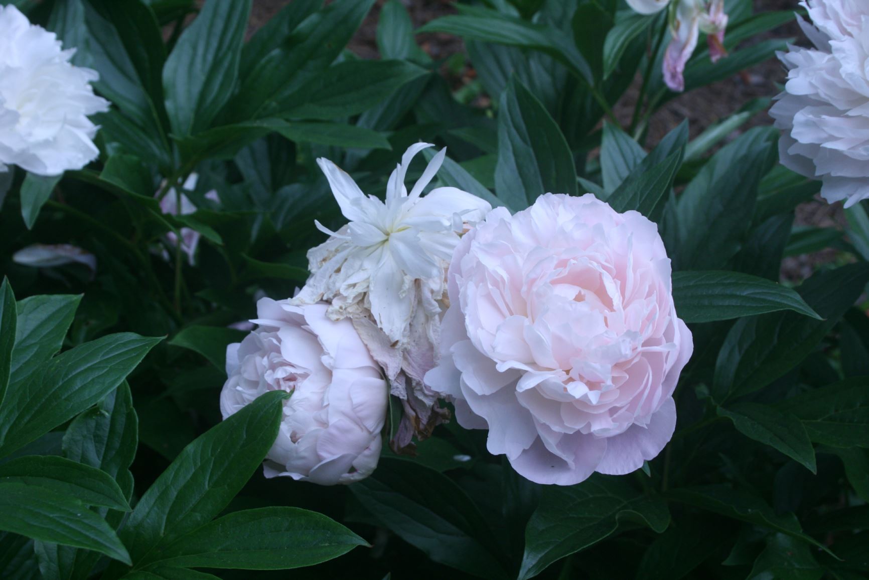 Paeonia lactiflora 'Mrs. Franklin D. Roosevelt' - herbaceous peony