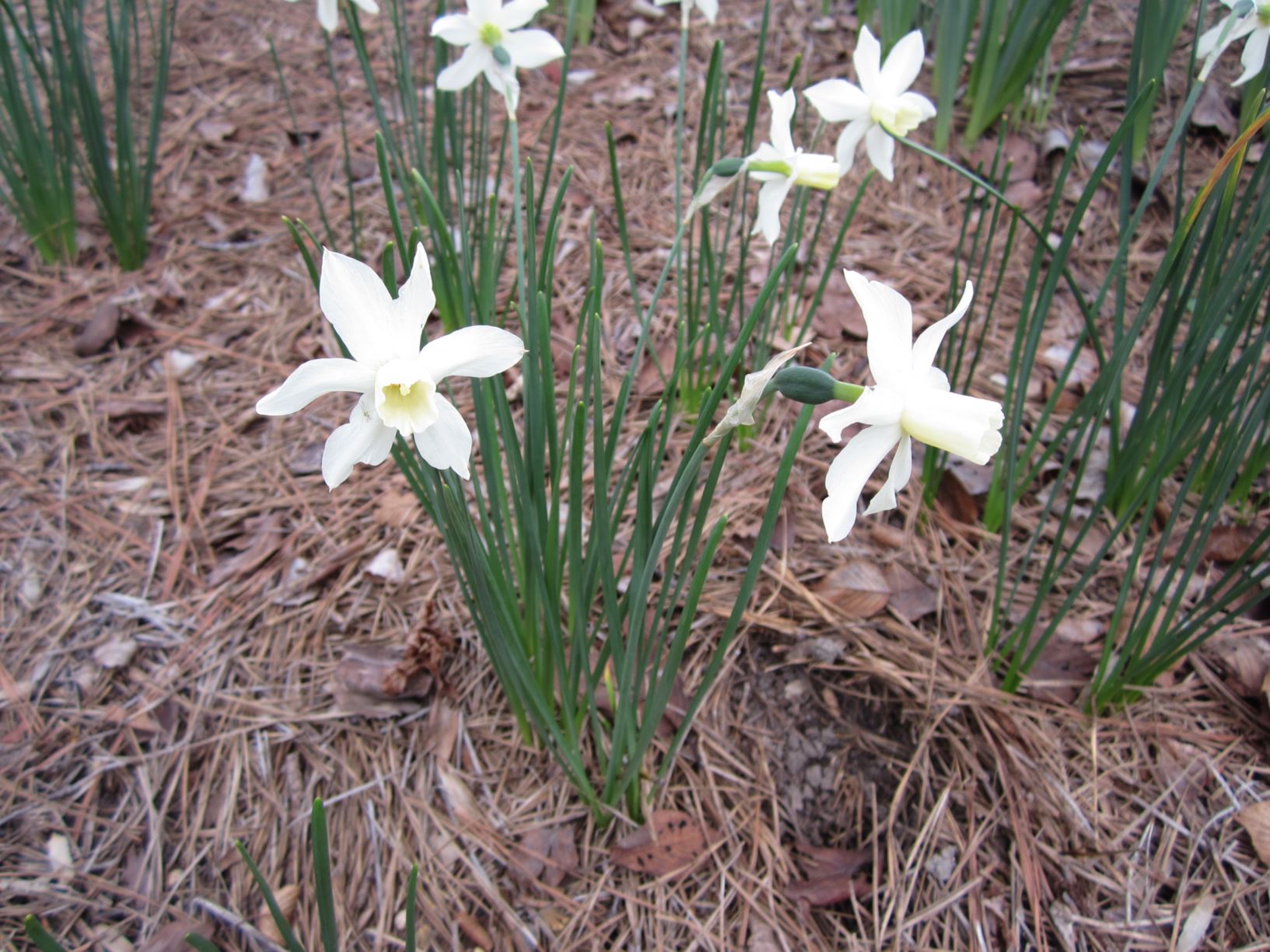 Narcissus 'Toto' - daffodil