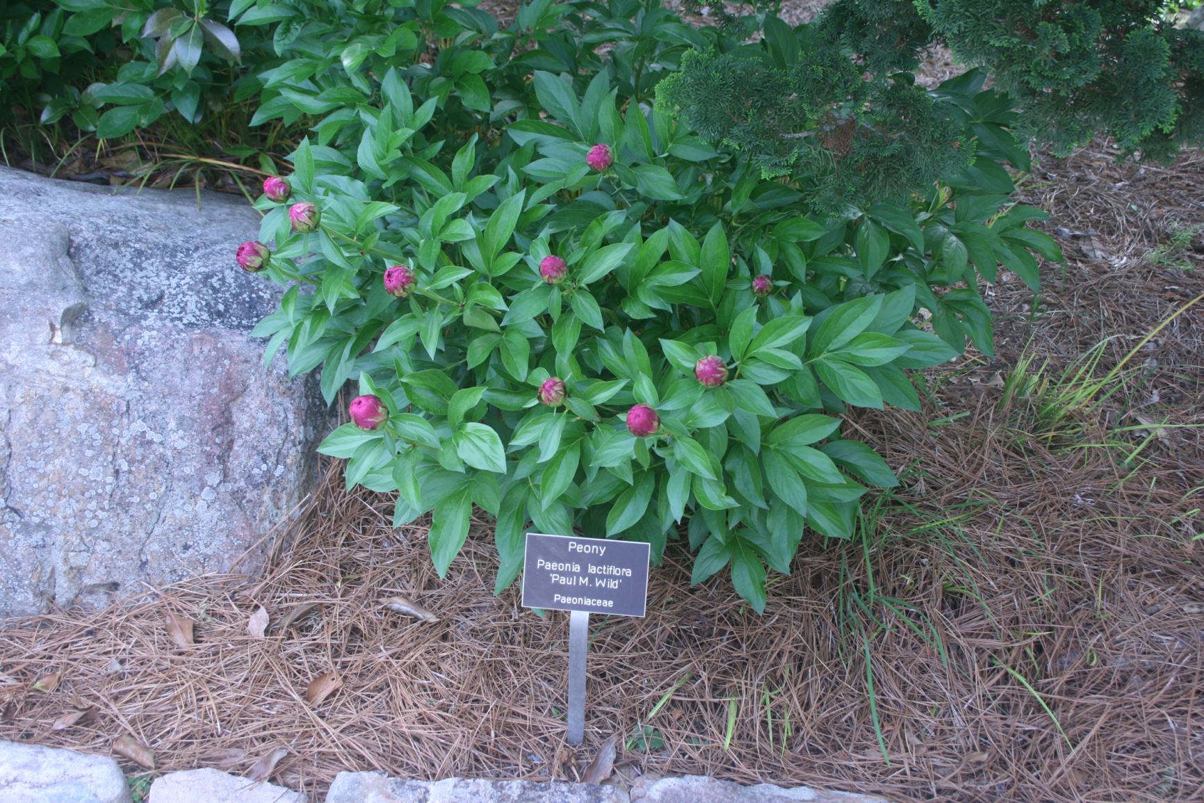 Paeonia lactiflora 'Paul M. Wild' - herbaceous peony