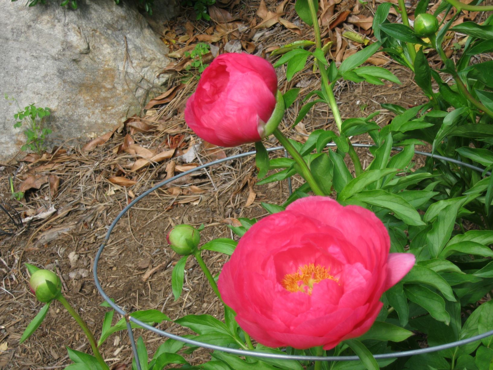 Paeonia 'Cytherea' - herbaceous peony