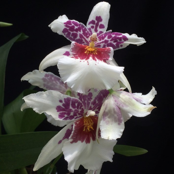 Schunkeara Big Shot 'Hilo Sparkle' Orchid Lewis Ginter Botanical