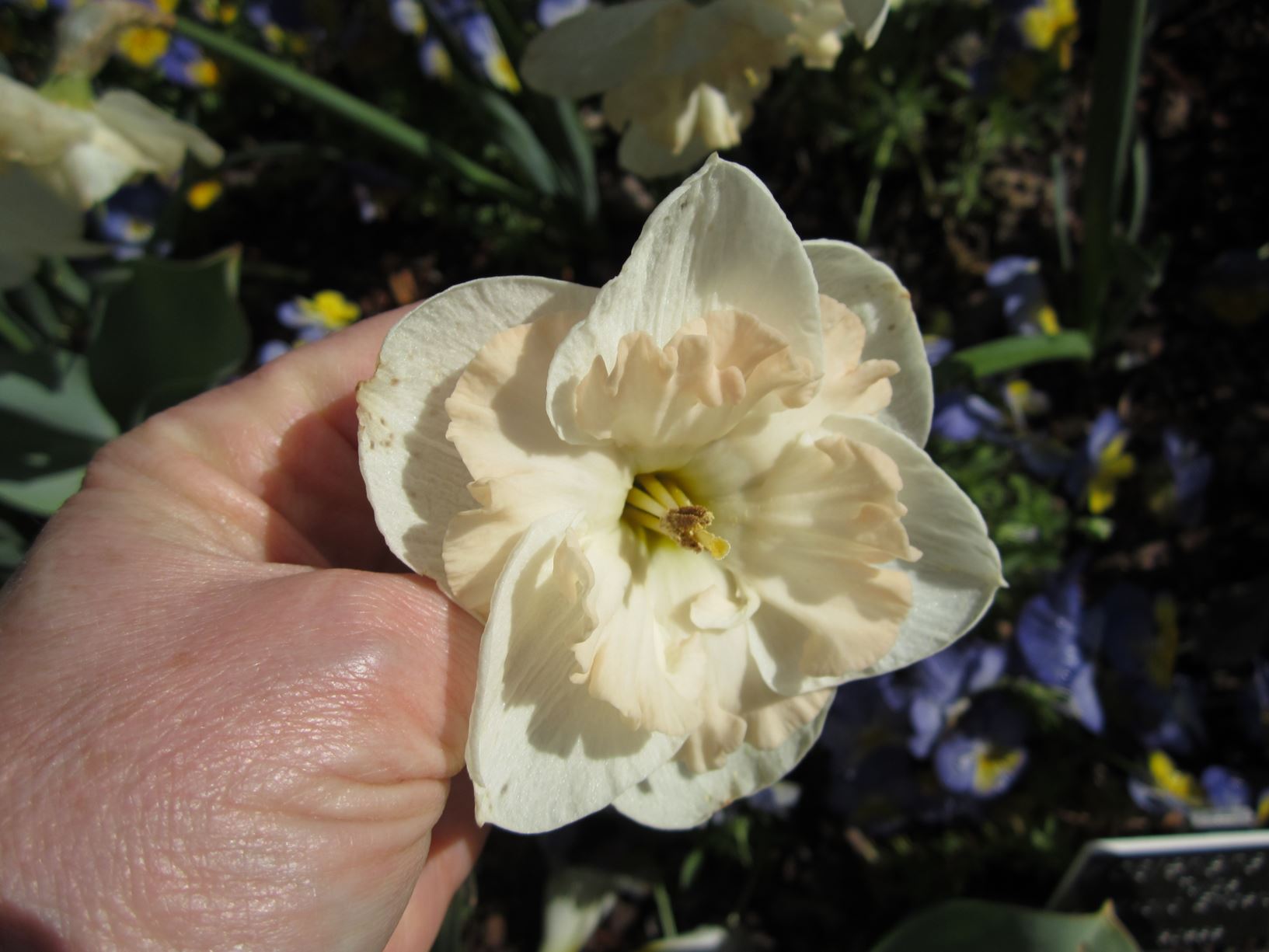 Narcissus 'Trigonometry' - split-corona daffodil