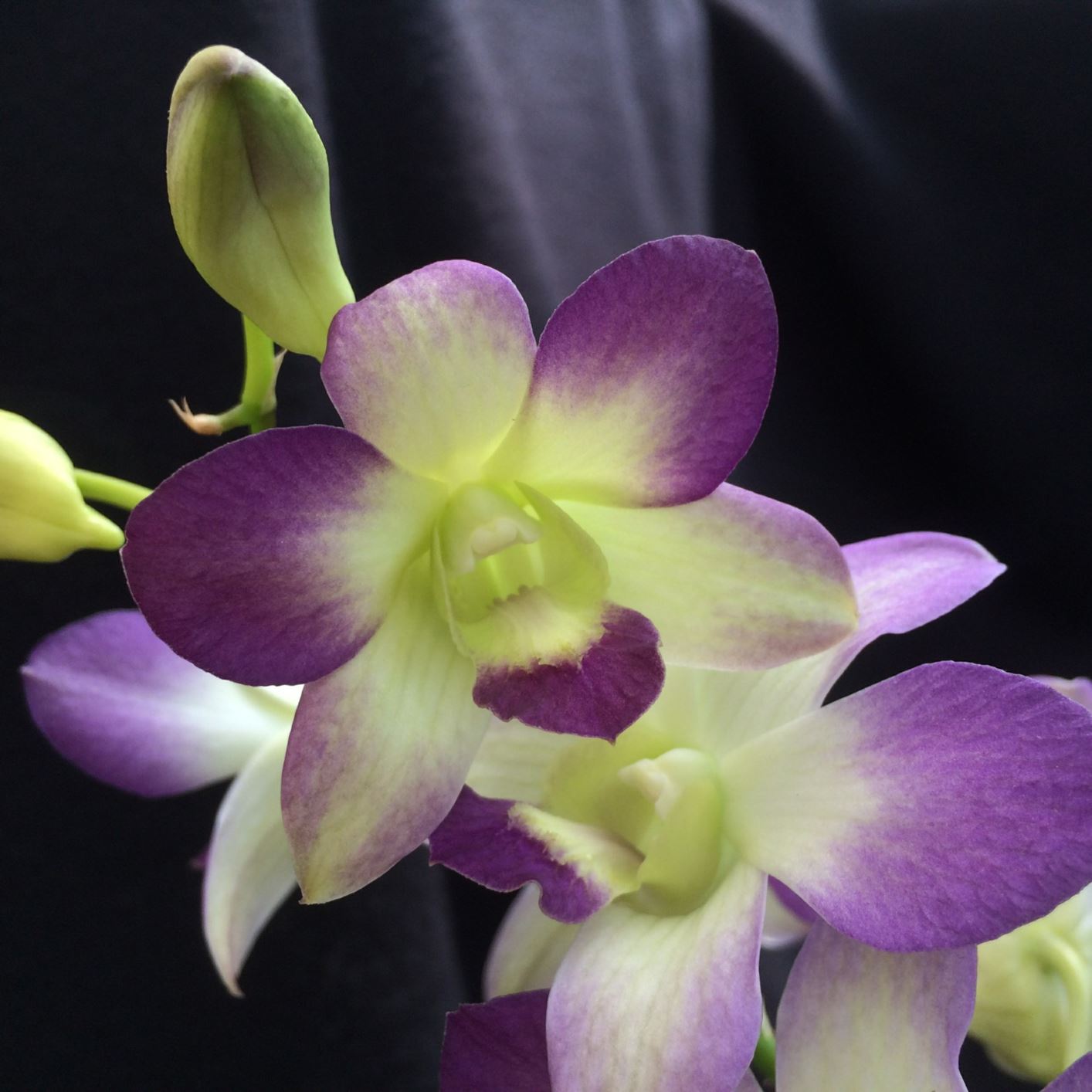 Dendrobium Aridang Blue Angel - lei orchid | Lewis Ginter Botanical