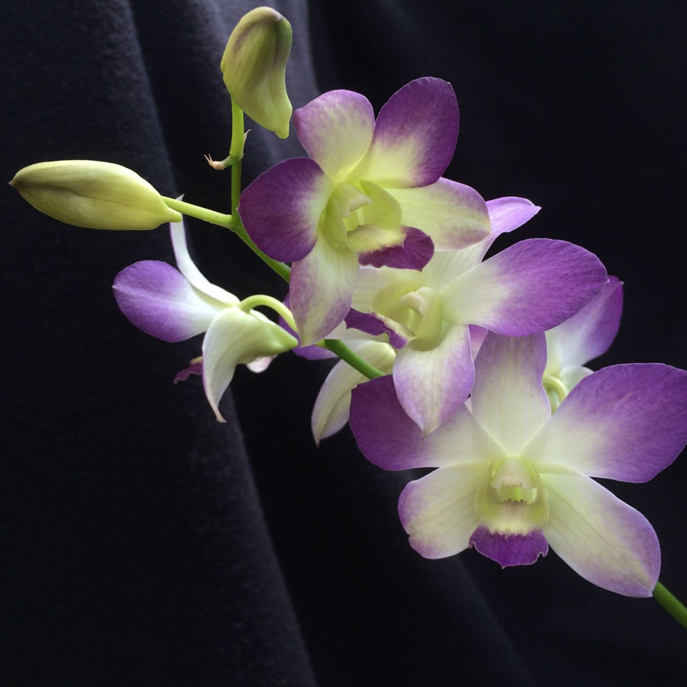 Dendrobium Aridang Blue Angel lei orchid Lewis Ginter Botanical