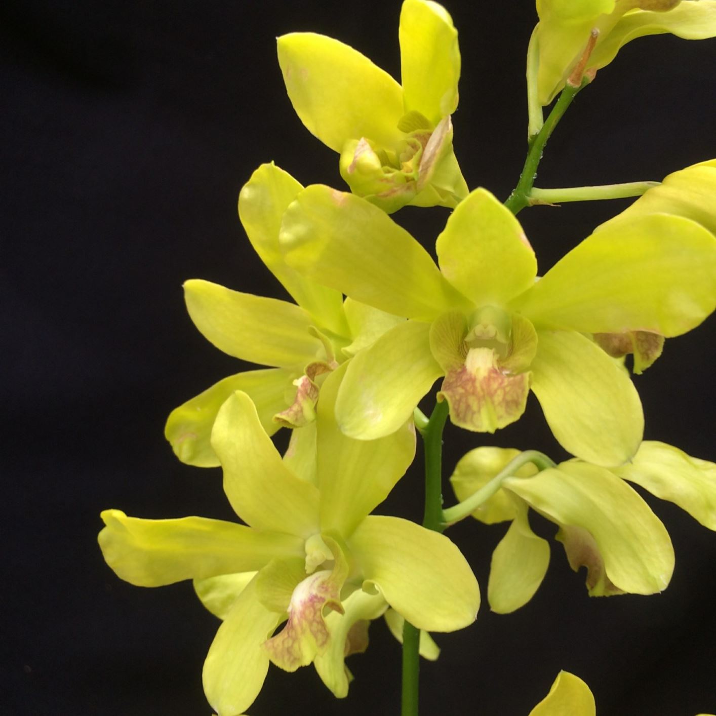 Dendrobium hybrid - lei orchid