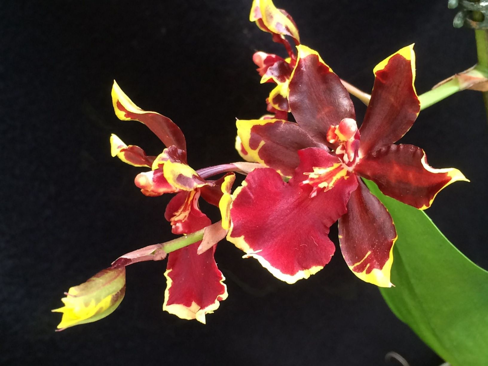 Oncostele Wildcat 'Golden Red Star' - orchid