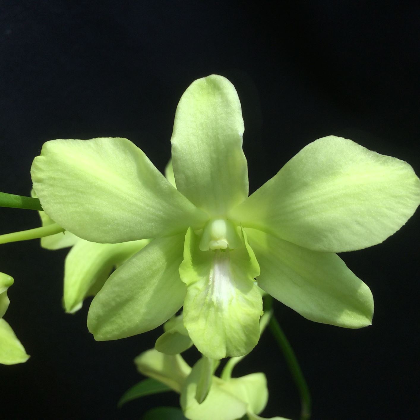 Dendrobium Pongton Green - lei orchid