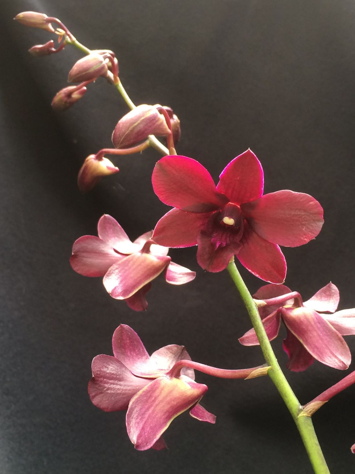 Dendrobium Vintner's Reserve - Lei Orchid