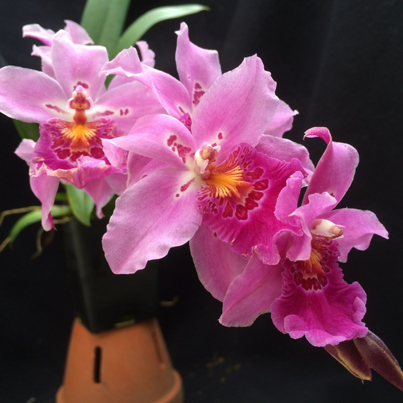 Miltonidium Carnivale 'Rio' Orchid Lewis Ginter Botanical Garden