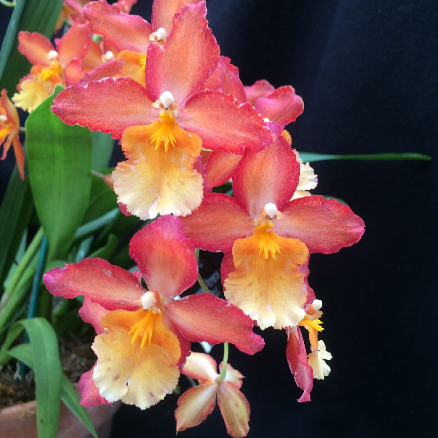 Oncostele Romance 'Oro Rojo' - orchid