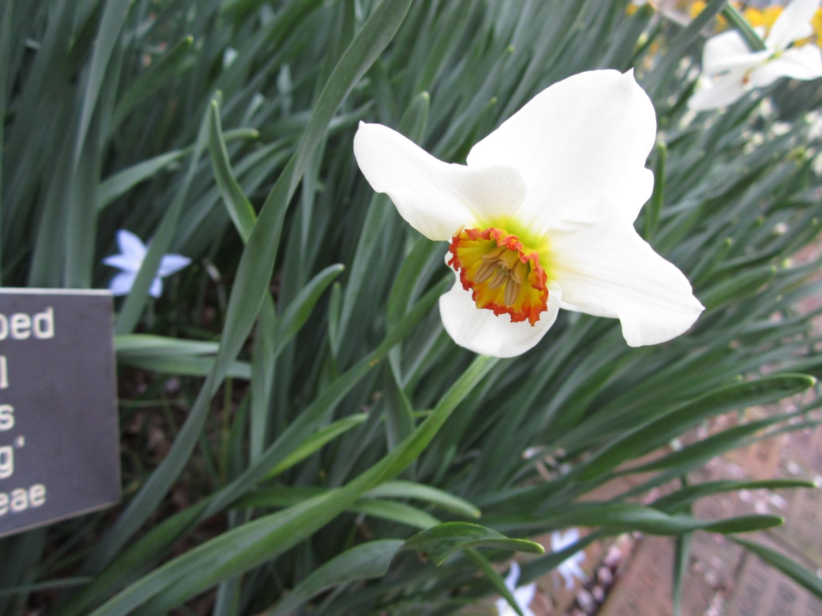 Narcissus 'Tullybeg' - small-cupped daffodil