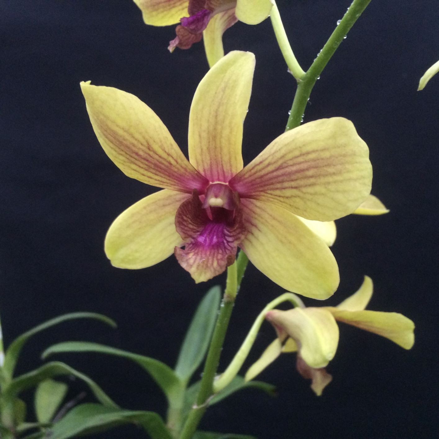 Dendrobium Thongchai Gold - lei orchid