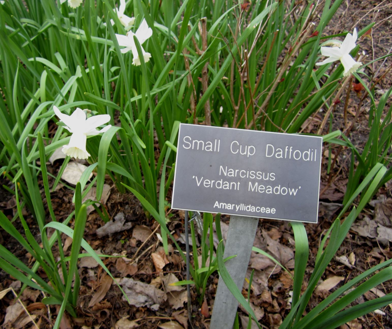 Narcissus 'Verdant Meadow' - small-cupped daffodil