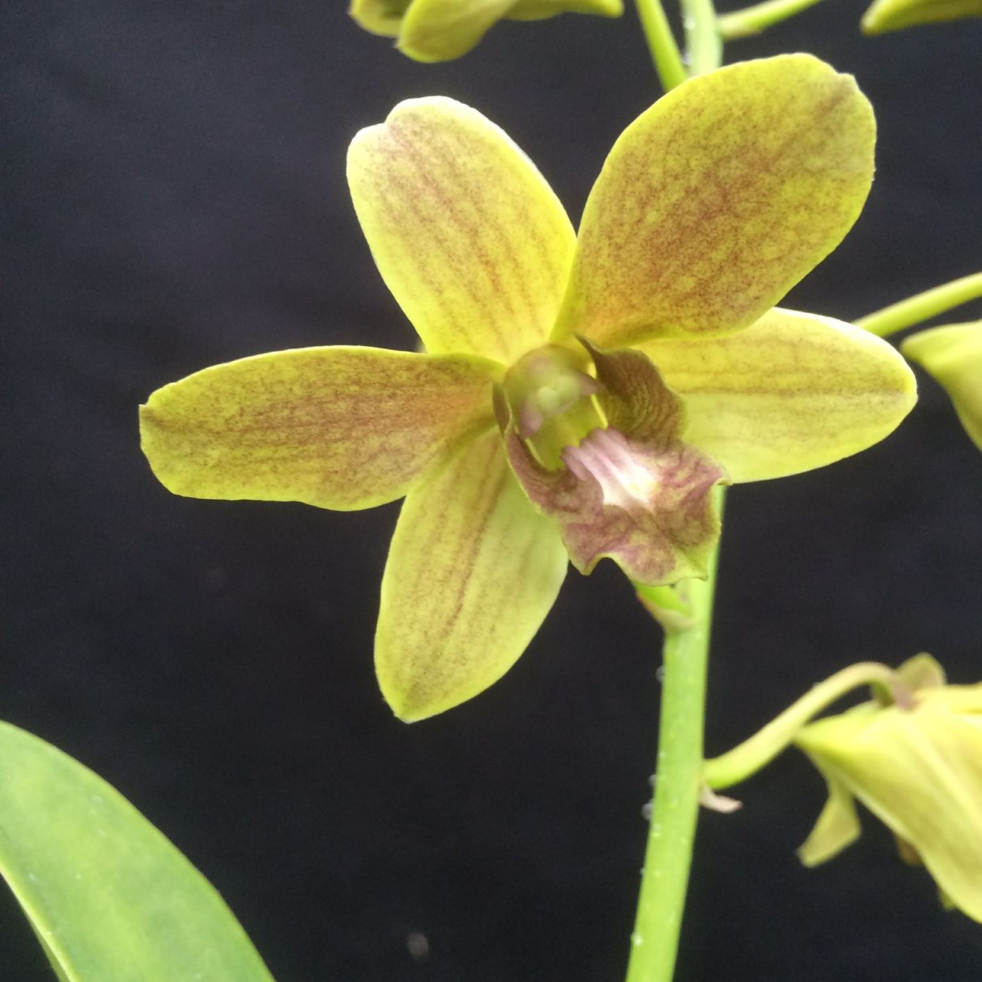 Dendrobium Burana Fancy - lei orchid