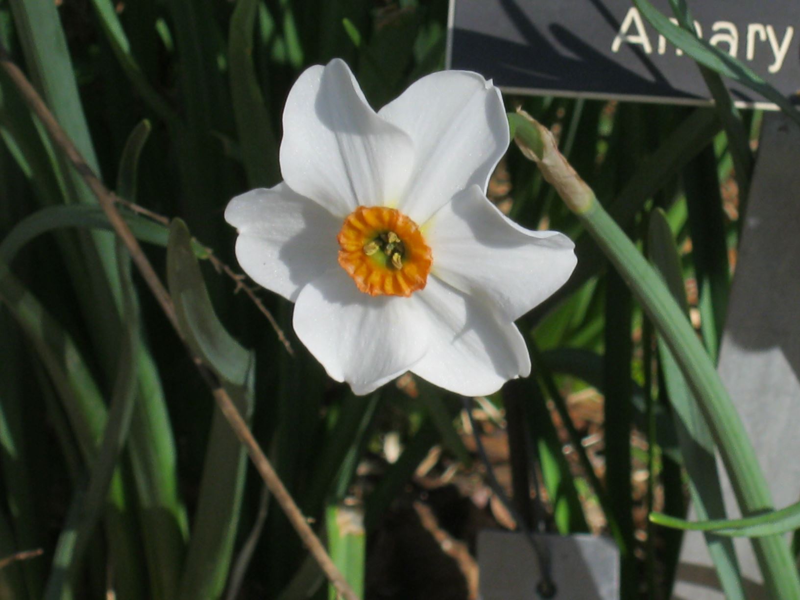 Narcissus 'Vienna Woods' - poeticus daffodil