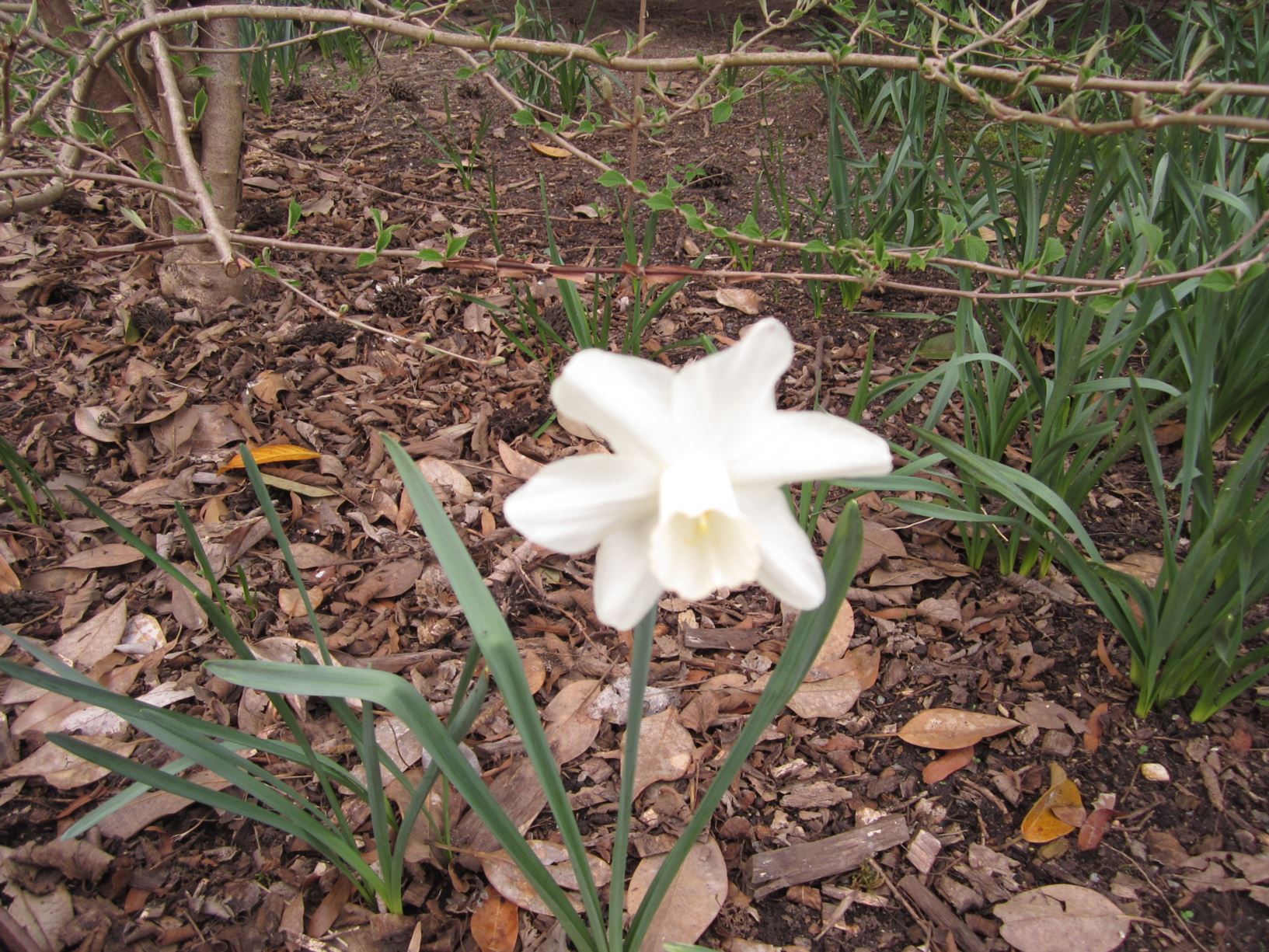 Narcissus 'White Plume' - large-cupped daffodil