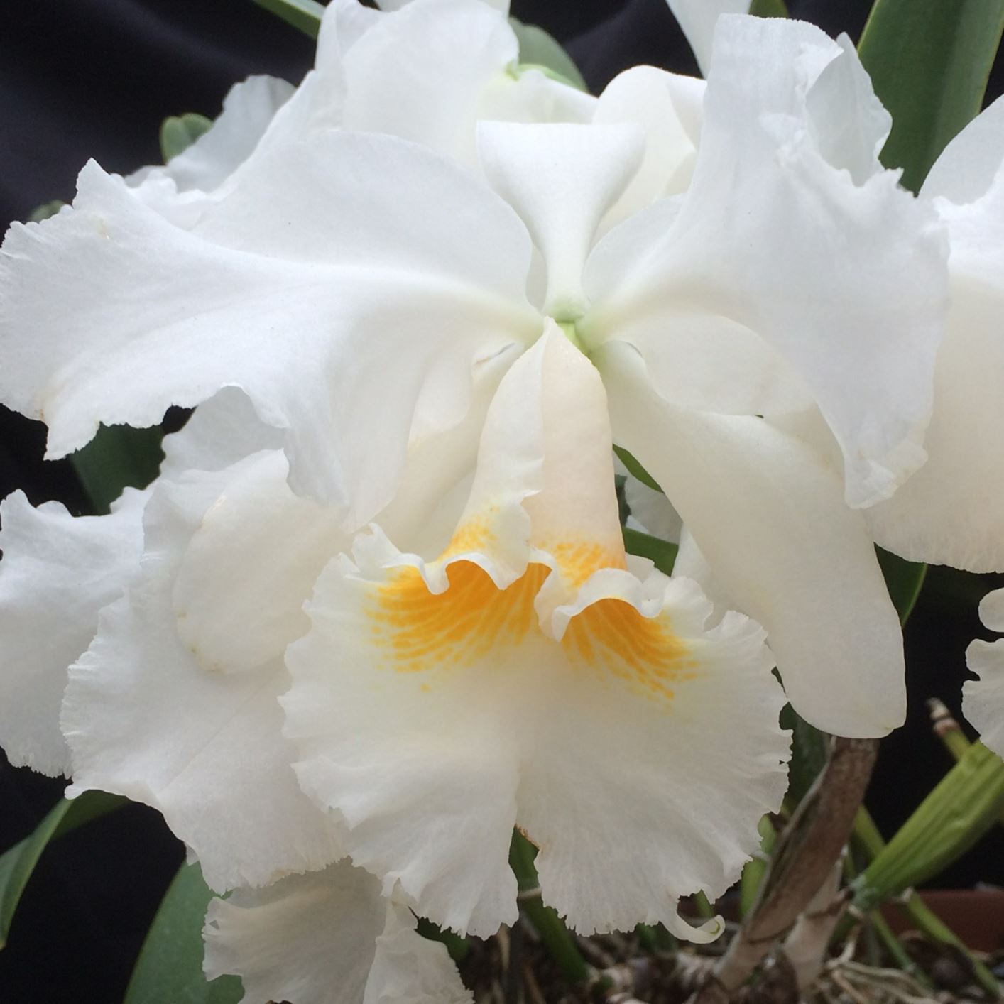 Cattleya Dreadnought - corsage orchid