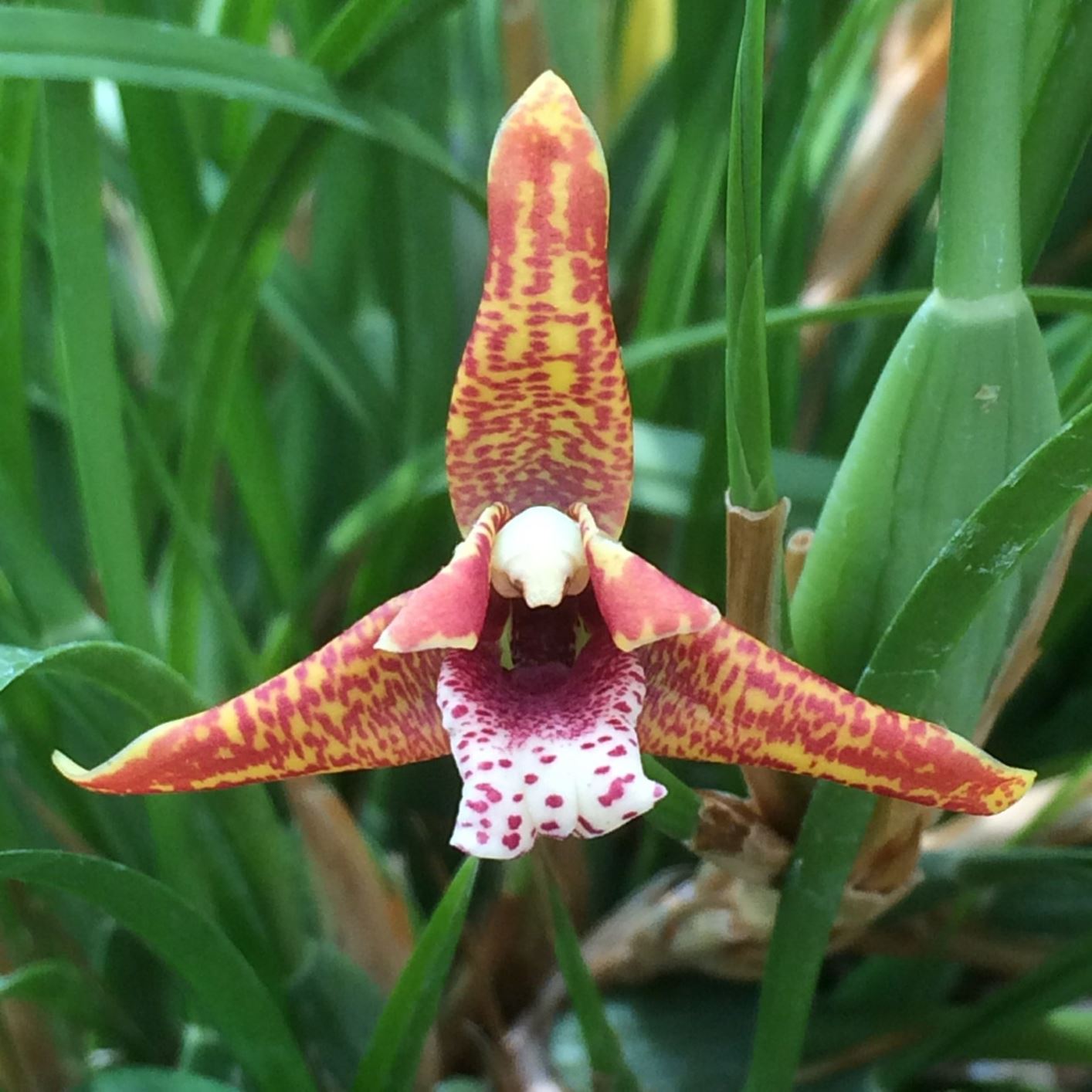Maxillariella tenuifolia - coconut orchid