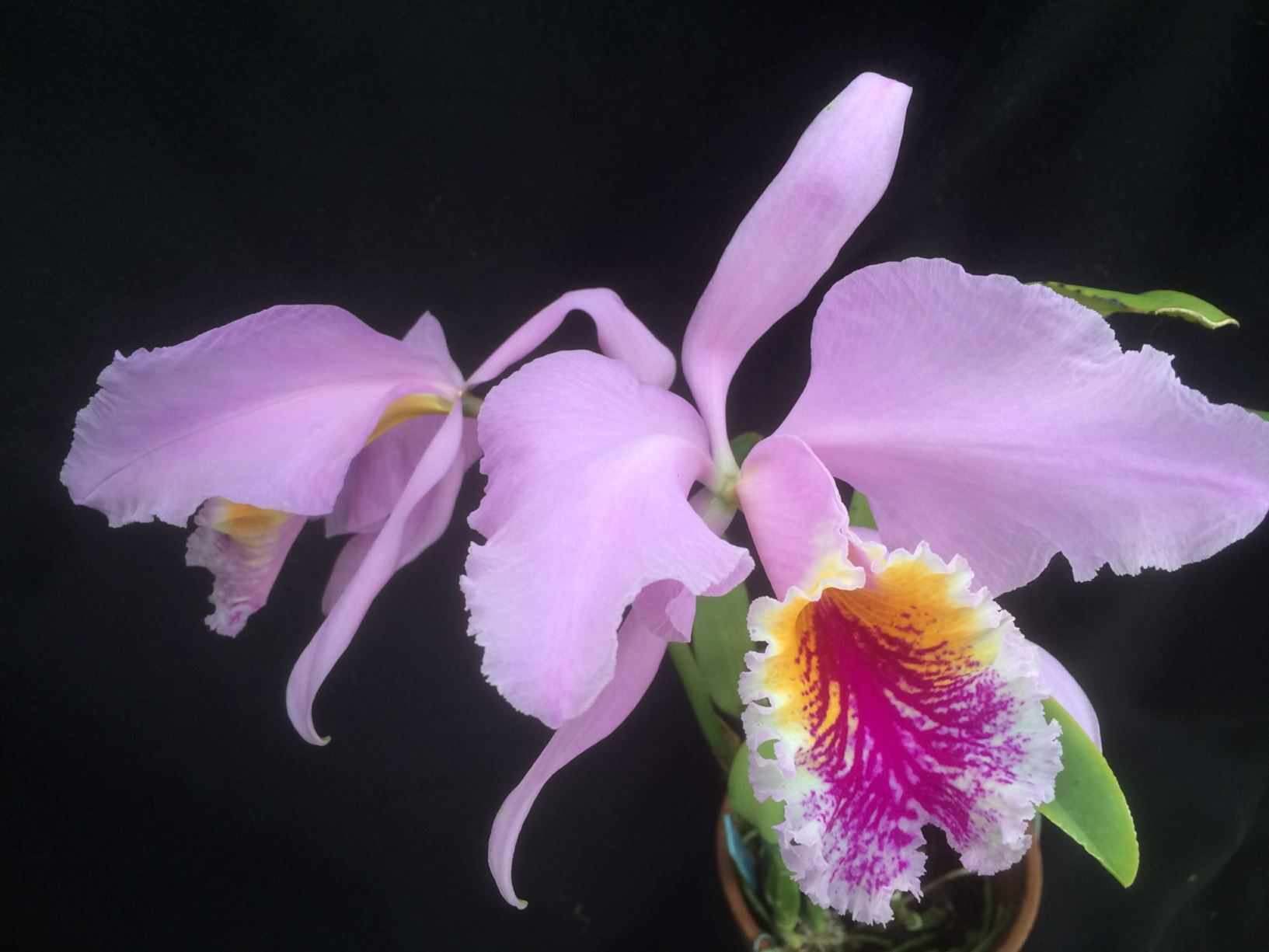 Орхидеи Cattleya mossiae