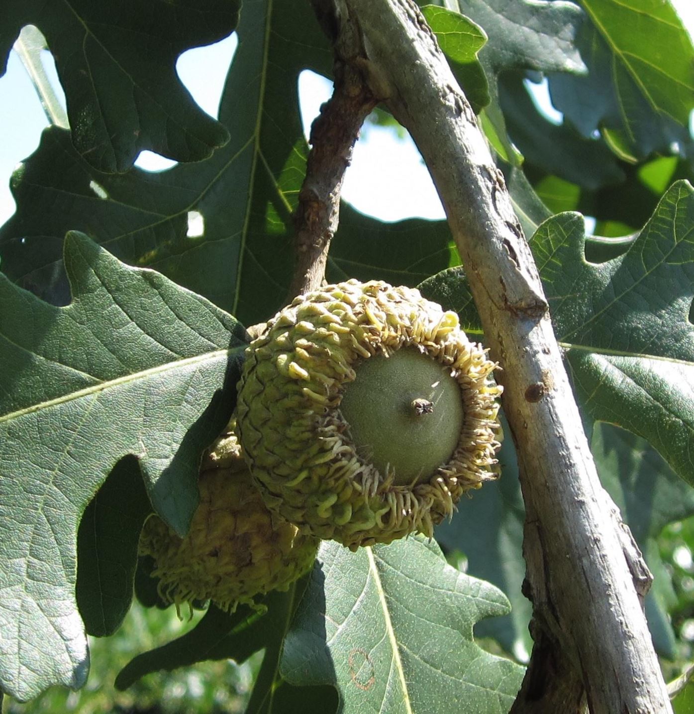 Quercus macrocarpa - bur oak