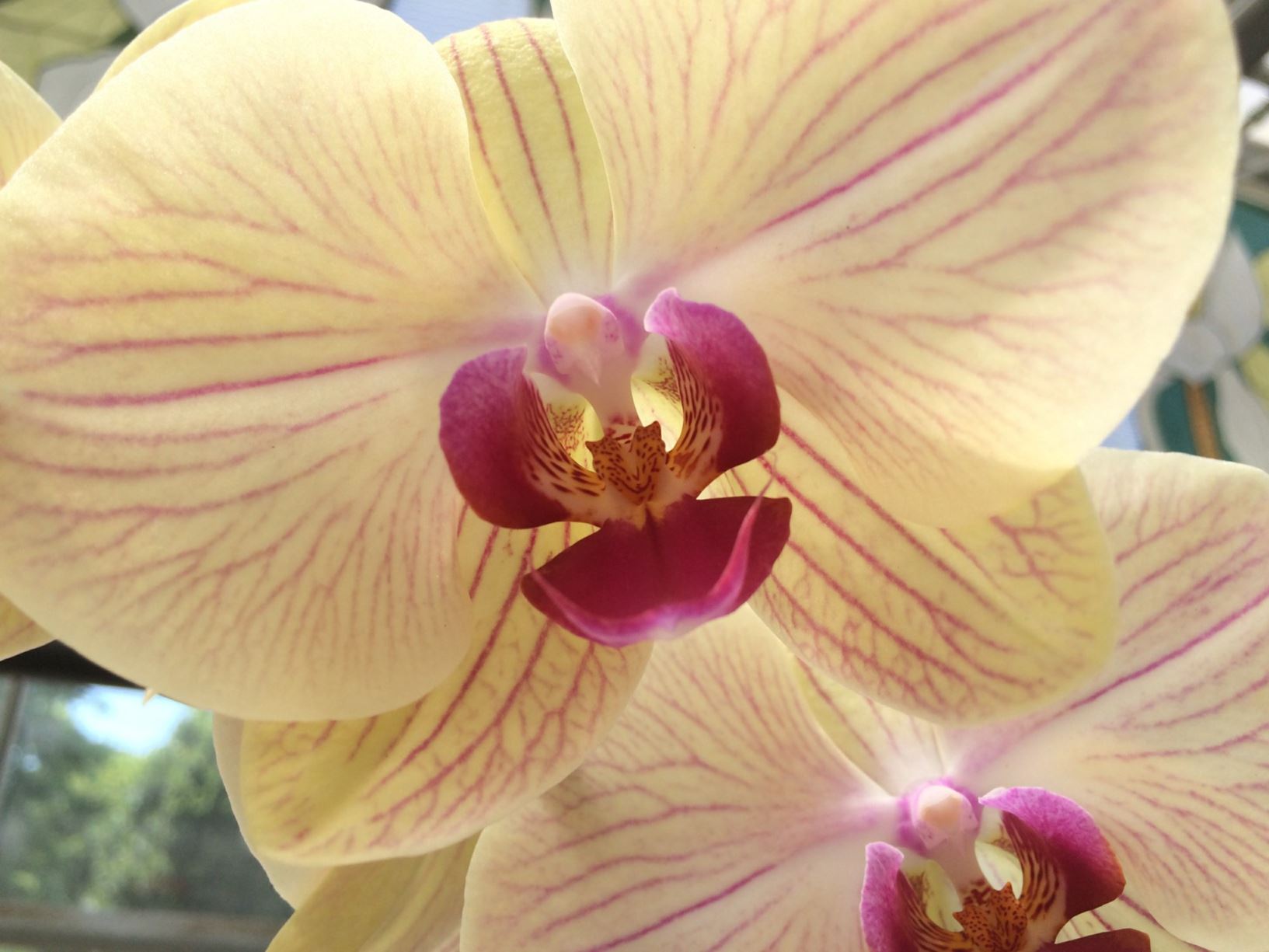 Phalaenopsis OX Lottery Prince - moth orchid
