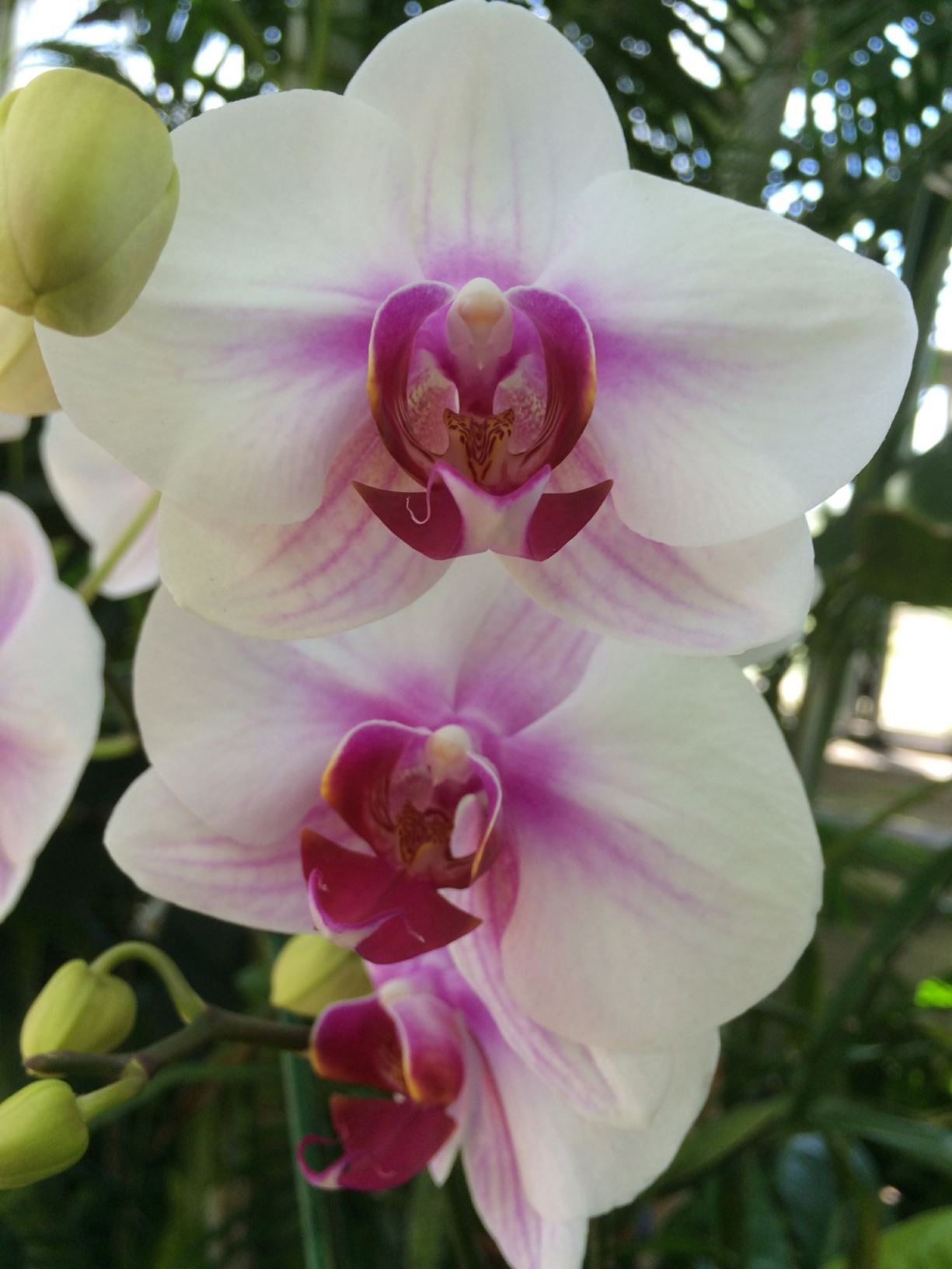 Phalaenopsis Mount Lip - moth orchid