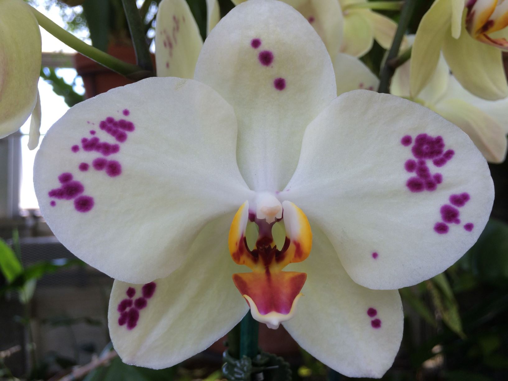 Phalaenopsis Lioulin King - moth orchid