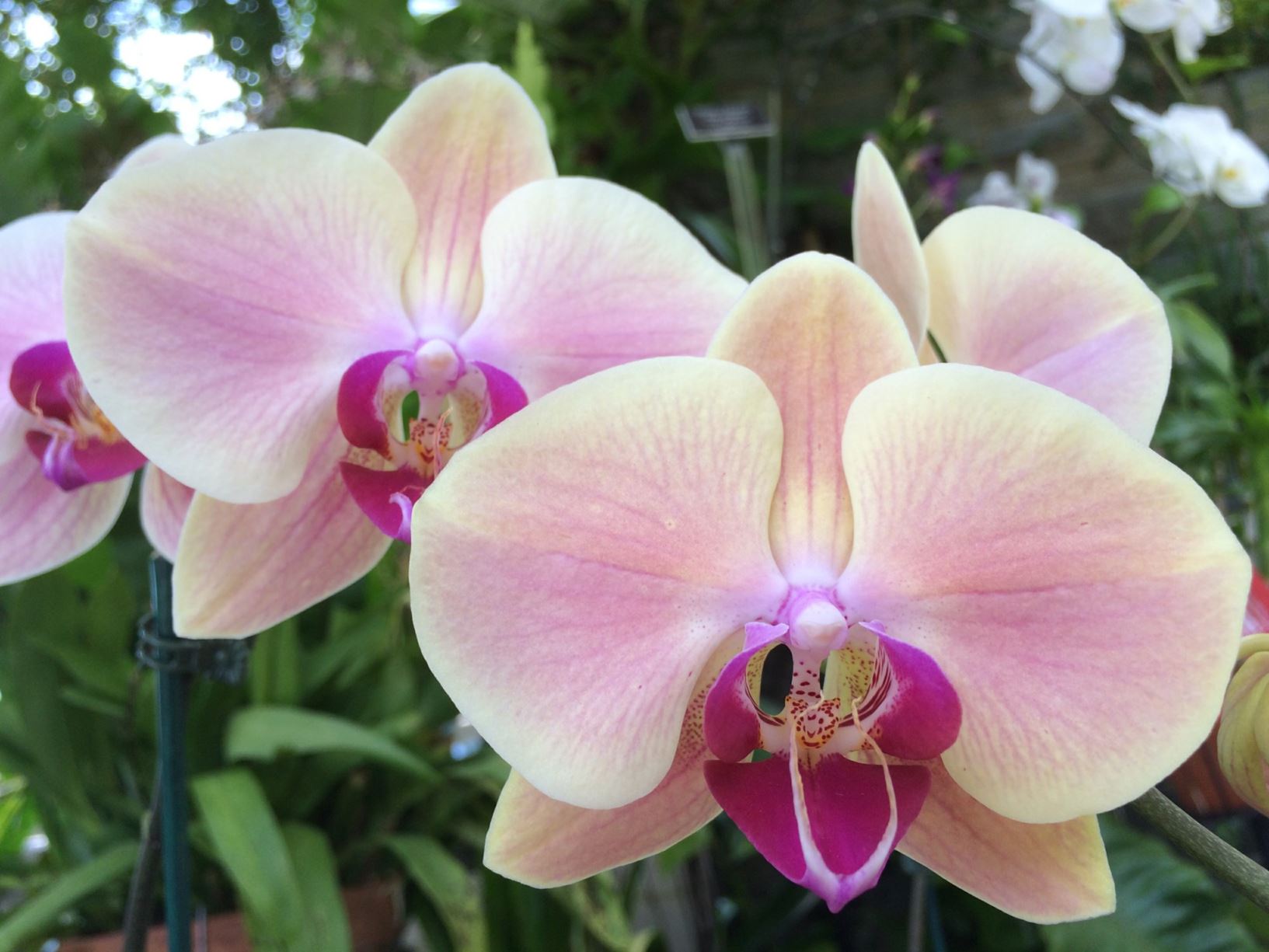 Phalaenopsis Brother Lawrence - moth orchid