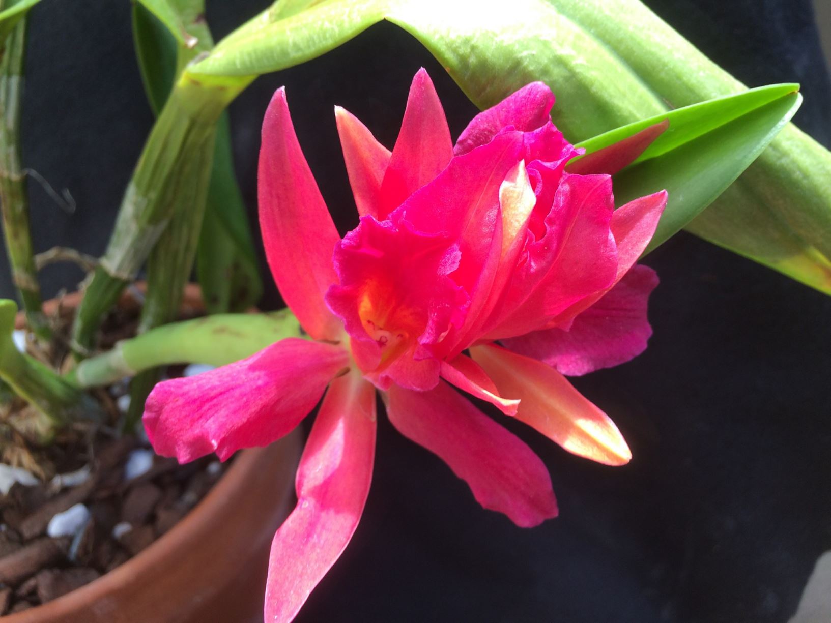 Cattlianthe Jewel Box 'Gorekrest' AM/AOS - corsage orchid