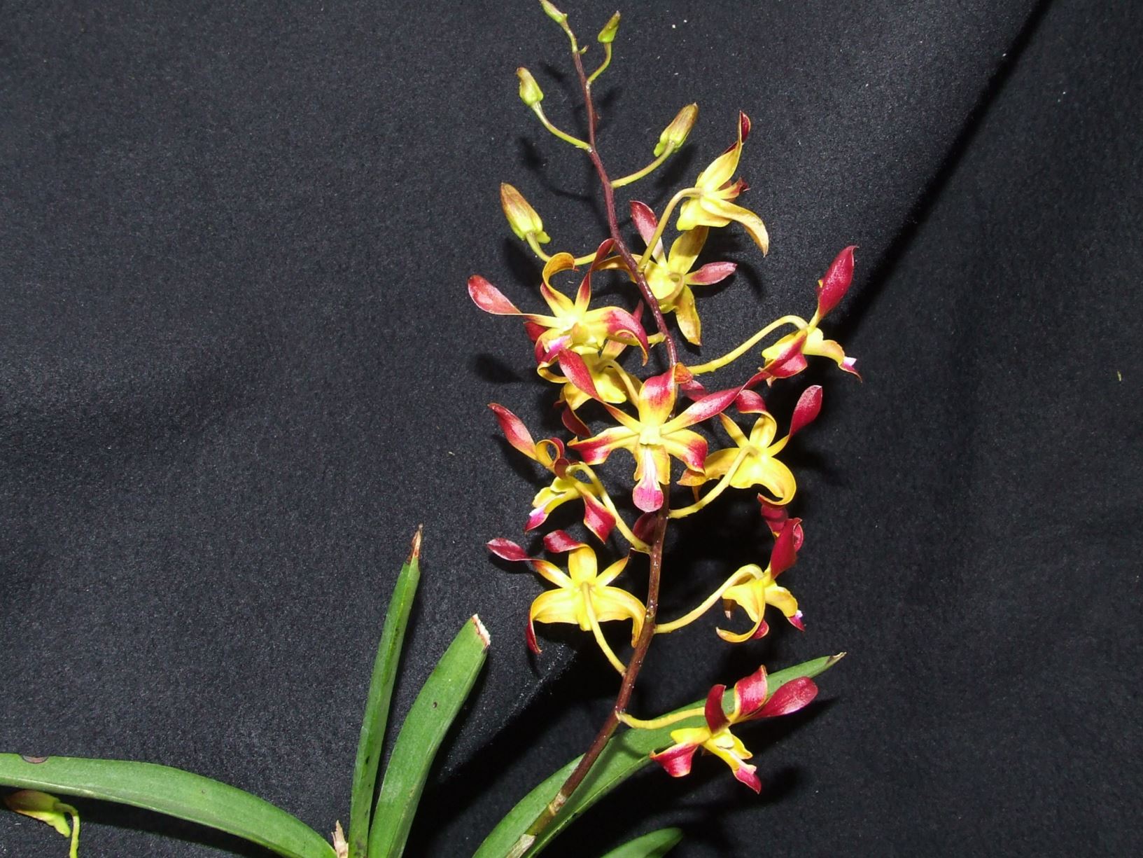 Dendrobium C.K. Ai 'Cana' - lei orchid