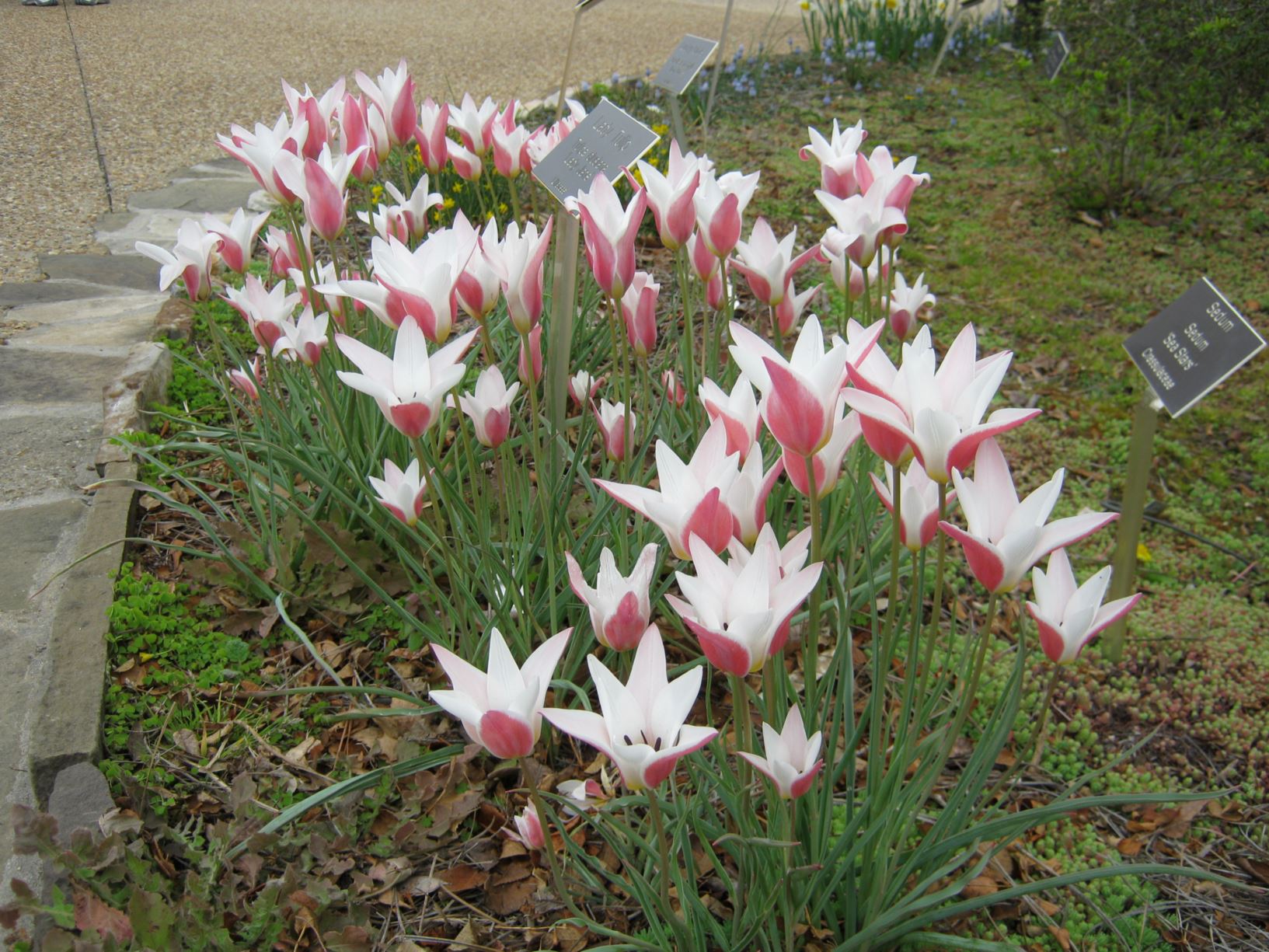 Tulipa clusiana 'Lady Jane' - lady tulip