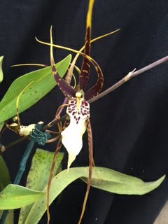 Brassidium Shooting Star 'Black Gold' HCC/AOS - orchid, spider orchid
