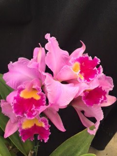 Cattleya Wally Nickolaus 'E.F.G.' HCC/AOS - corsage orchid