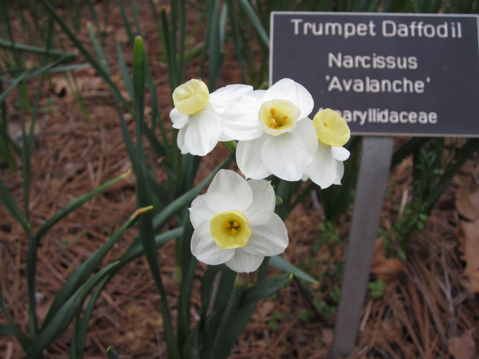 Narcissus 'Avalanche' - tazetta daffodil