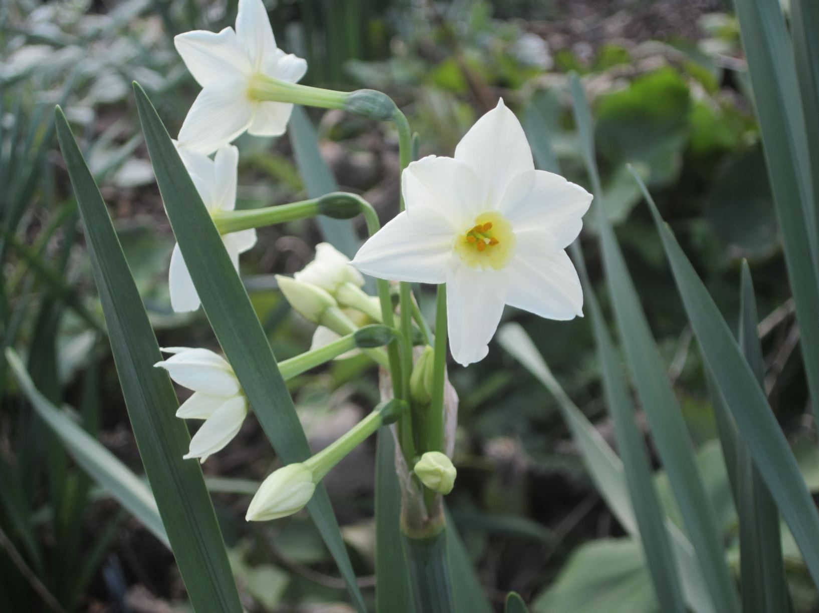 Narcissus 'Grand Primo' - tazetta daffodil