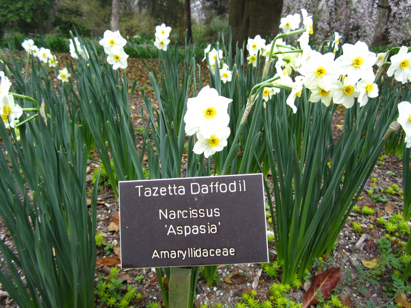Narcissus 'Aspasia' - tazetta daffodil