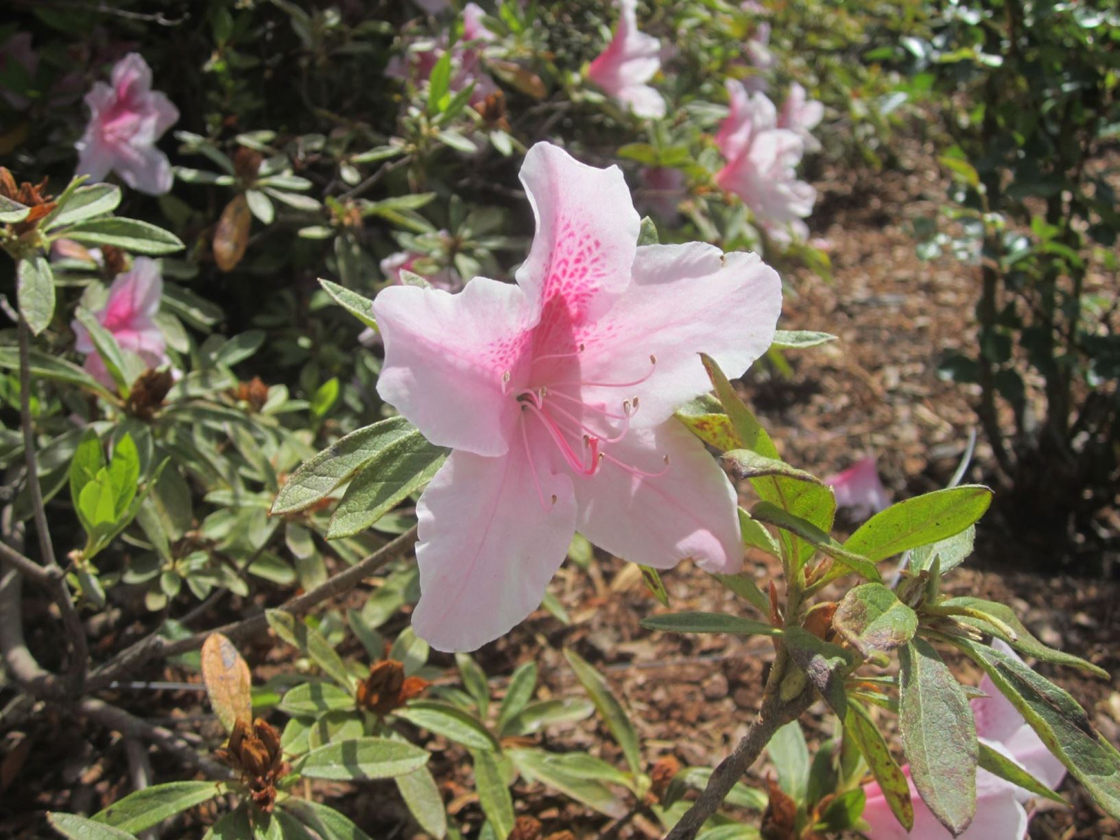 Rhododendron 'George Lindley Taber' - hybrid azalea