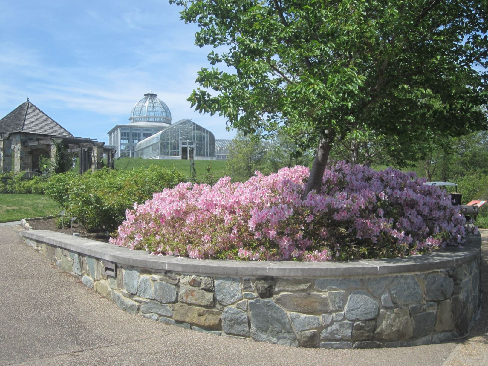 Rhododendron 'George Lindley Taber' - hybrid azalea | Lewis Ginter ...