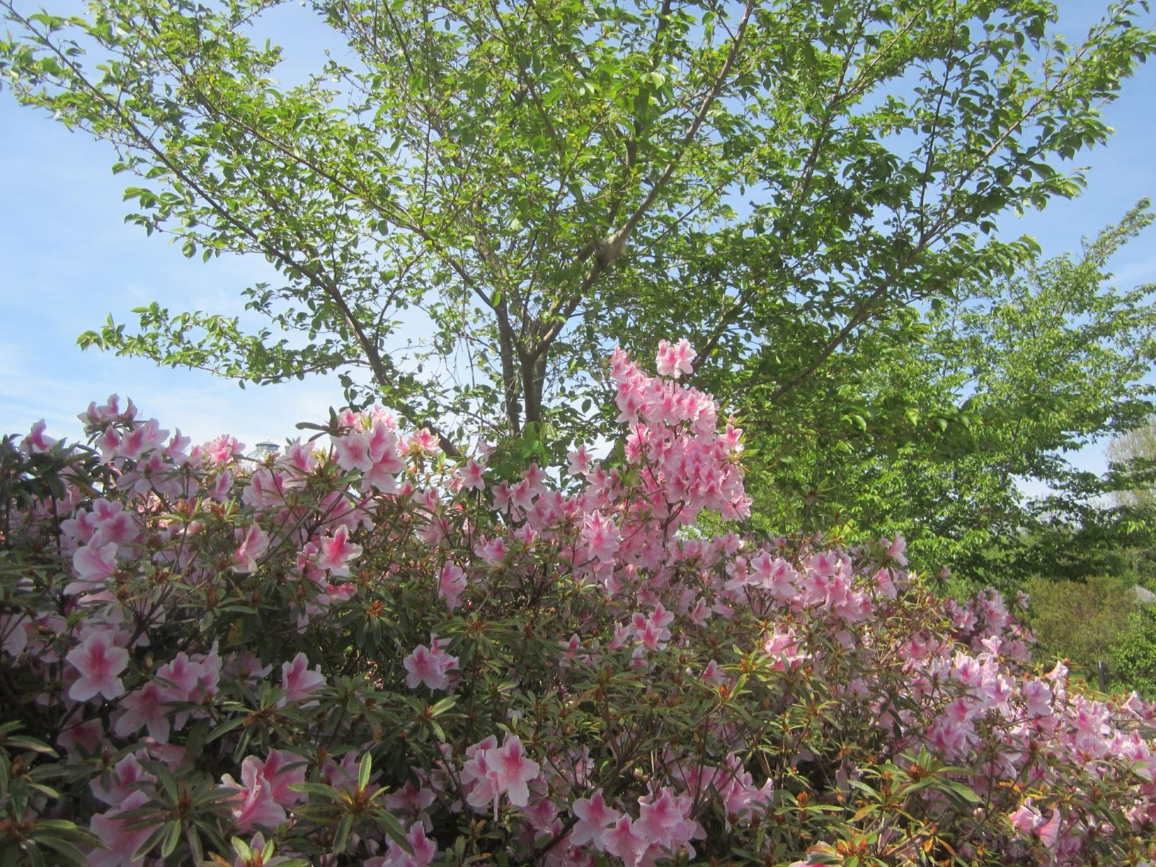 Rhododendron 'George Lindley Taber' - hybrid azalea | Lewis Ginter ...