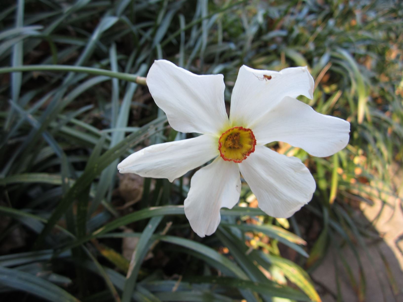 Narcissus 'Meggy' - poeticus daffodil