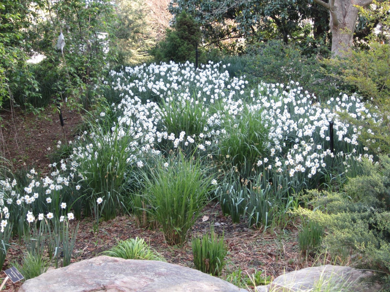 Narcissus 'Peaceful Valley' - poeticus daffodil