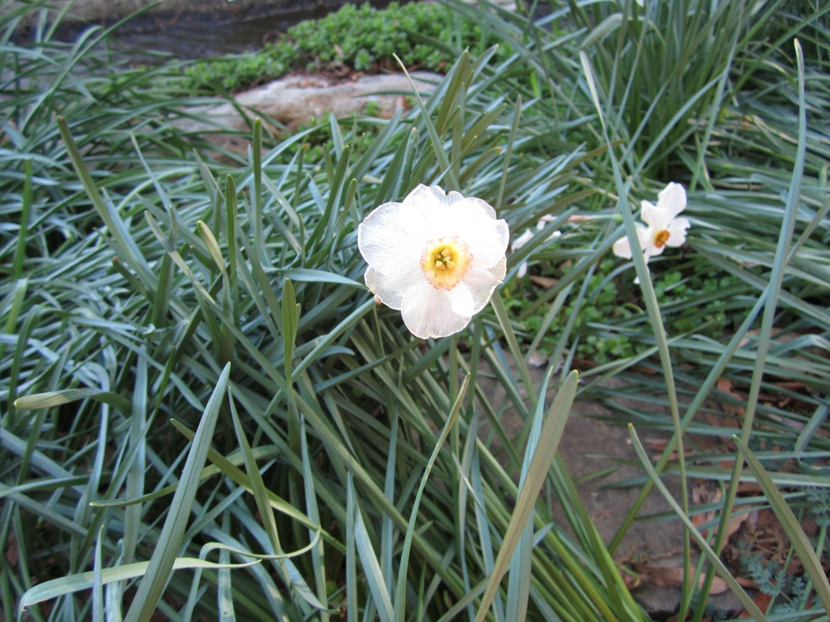 Narcissus 'Lemon Cooler' - poeticus daffodil