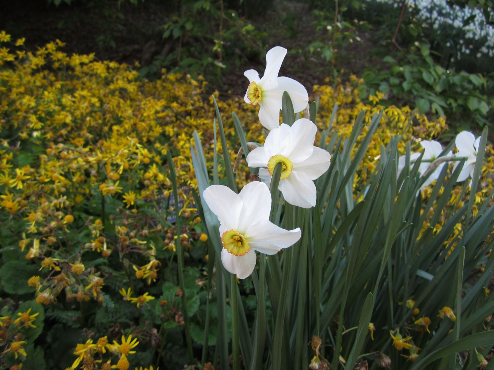 Narcissus 'Eve's Poet' - poeticus daffodil