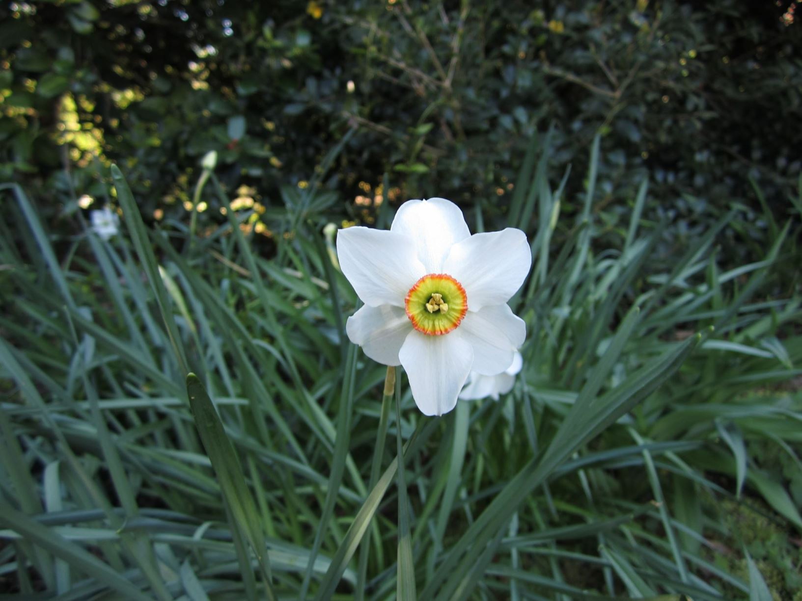 Narcissus 'Cantabile' - poeticus daffodil