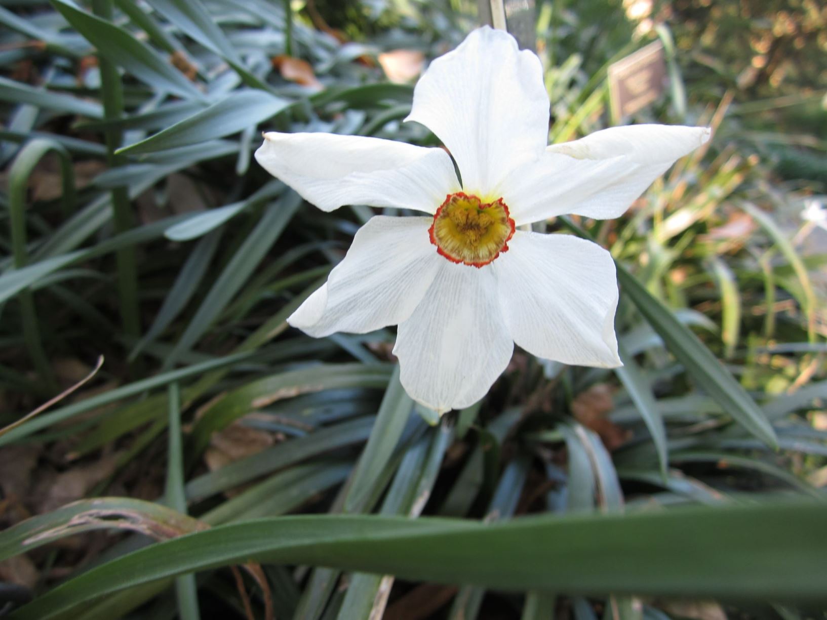 Narcissus poeticus 'Yerger Hybrid 2' - poet's daffodil